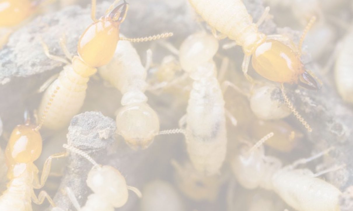 termite-control-in-ecr-mamallapuram