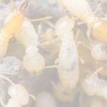 termite-control-in-ecr-mamallapuram